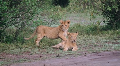 lion cubs