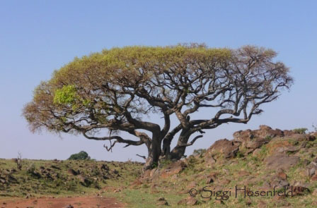 Tree In Kenya