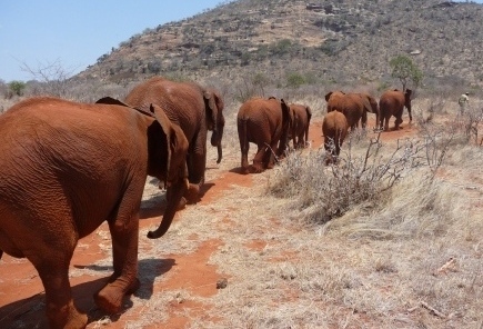 Elephants going back in bush