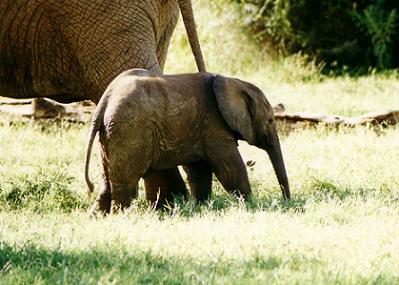 elephant baby