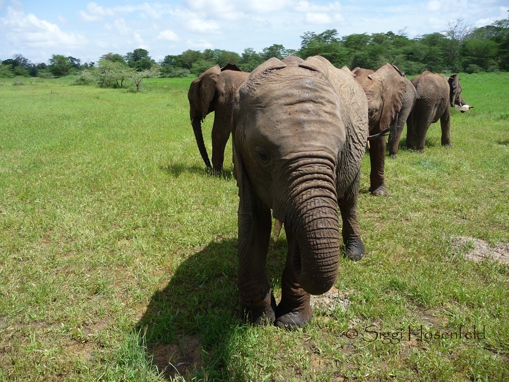 African Elephants 