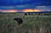 Buffalo, Masai Mara ©Johnny Chen